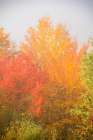 USA-New Hampshire-fall foliage north of Whitefield-along Rt 3 Art Print